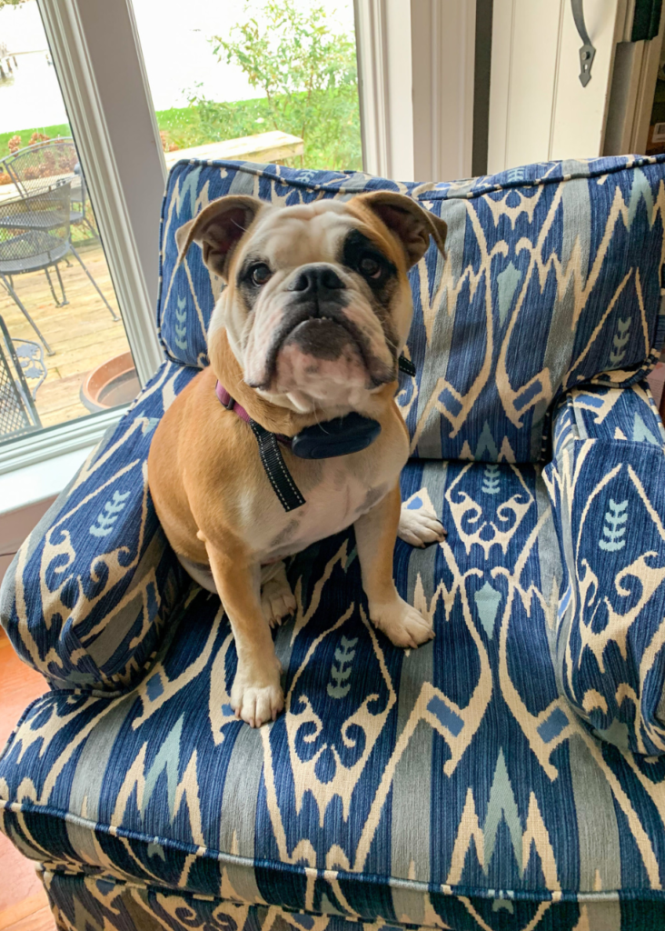 Zierfuss Family Bulldog sitting on a performance fabric chair